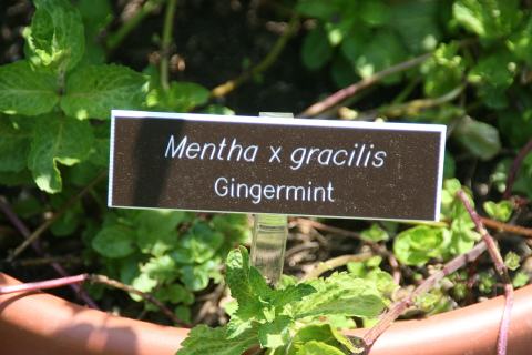Foto van Gembermunt ‘Ginger’