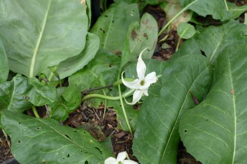 Foto van Sterbloem