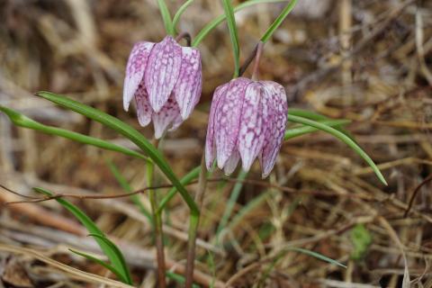 Foto van Wilde kievitsbloem