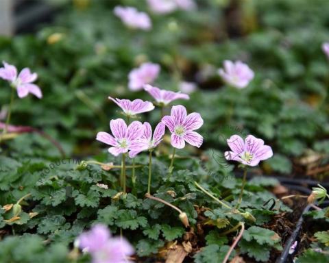 Foto van Reigersbek ‘Roseum’
