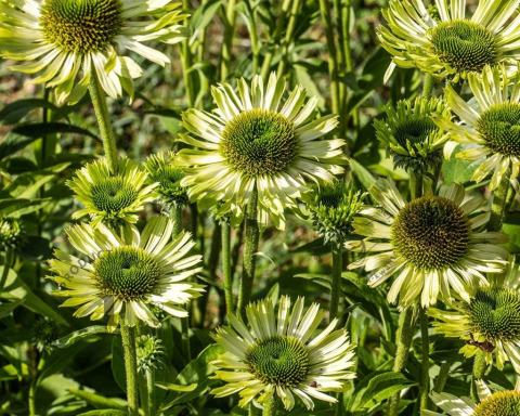 Foto van Zonnehoed ‘Green Jewel’