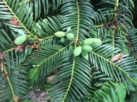 Foto van Chinese knoptaxus