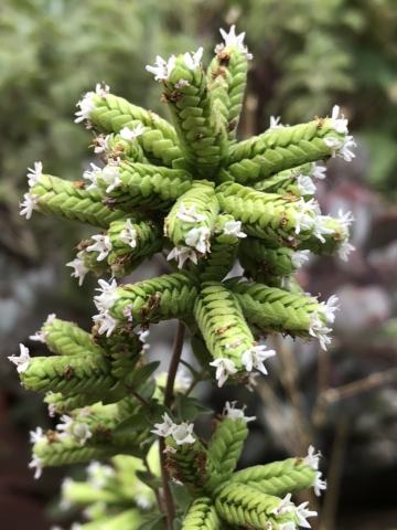 Foto van Echte marjolein