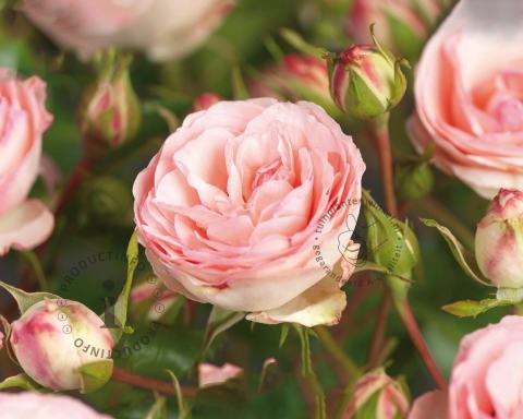 Foto van Klimroos ‘Mini Eden Rose’