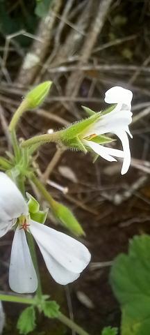 Foto van Appelpelargonium