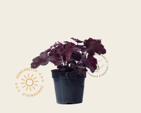 Foto van Purperklokje ‘Carnival Rose Granita’