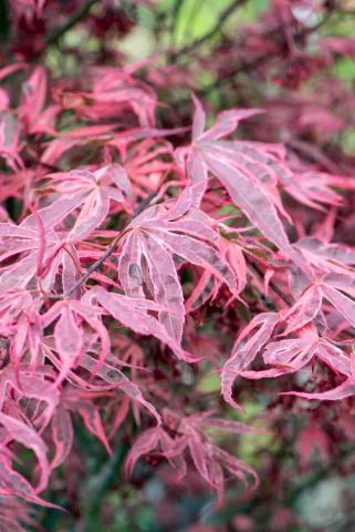 Foto van Acer 'Gwen's Rose Delight'