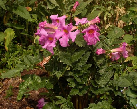 Foto van Tuingloxinia