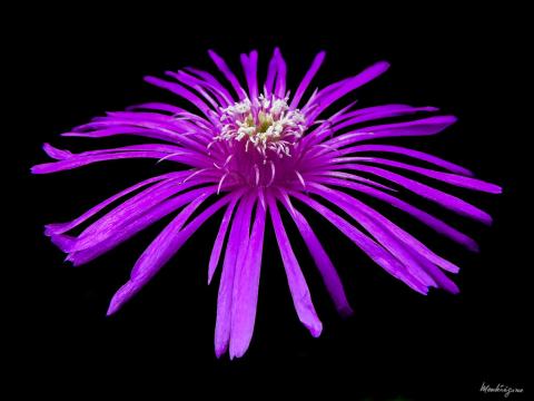 Foto van Delosperma