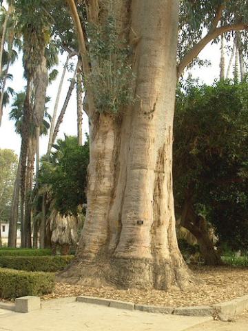 Foto van Blauwe eucalyptus