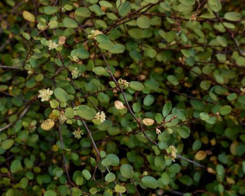 Foto van Muehlenbeckia
