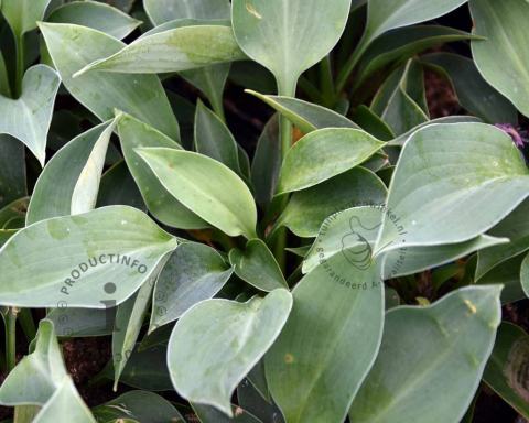 Foto van Hartlelie ‘Blue Cadet’