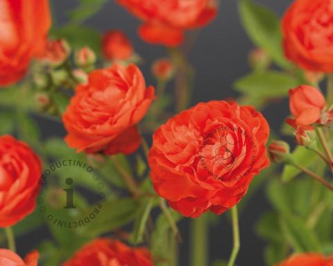 Foto van Kosterroos ‘Orange Morsdag’