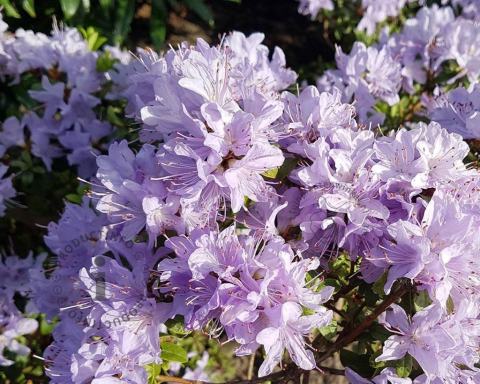 Foto van Dwerg rododendron ‘Moerheim’
