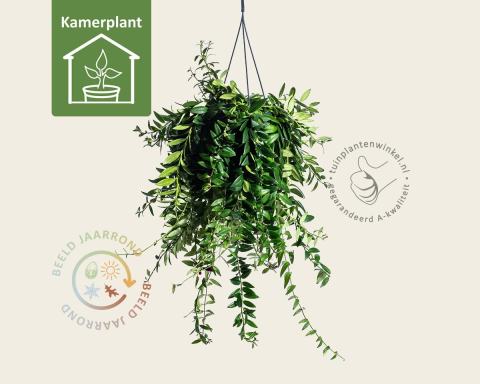 Foto van Lipstickplant ‘Caro Improved’
