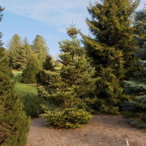 Foto van Abies 'Aurea'