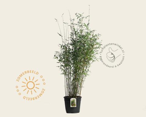 Foto van Niet-woekerende bamboe ‘Winter Joy’