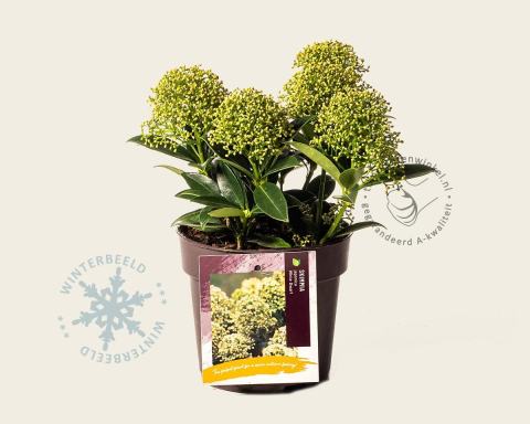 Foto van Skimmia (Mannelijk) ‘White Dwarf’