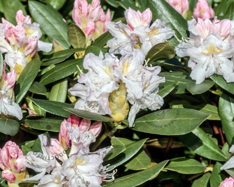 Foto van Rododendron ‘Cunningham's White’