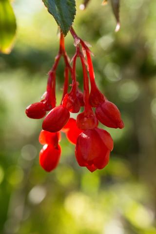 Foto van Struikbegonia