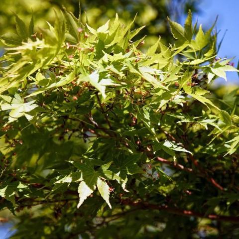 Foto van Acer 'Sango Kaku'