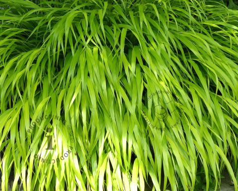Foto van Japans berggras ‘Allgold’
