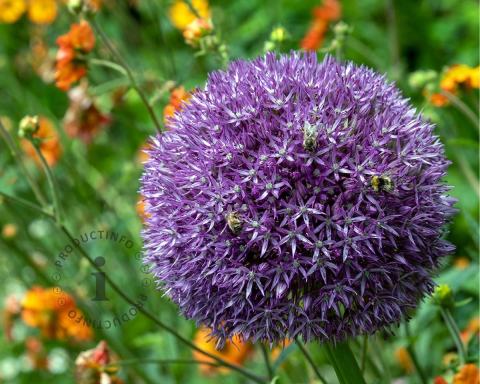 Foto van Sierui ‘Pinball Wizard’