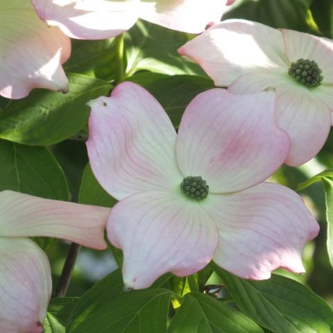 Foto van Cornus 'Stellar Pink'