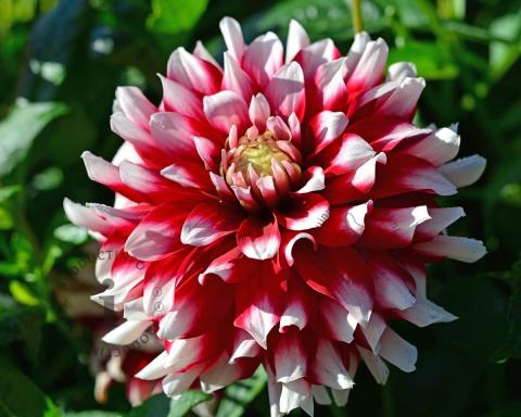 Foto van Dahlia ‘Duet’