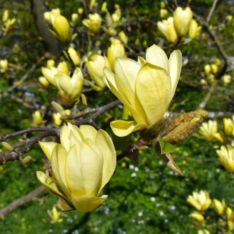 Foto van Magnolia 'Sunburst'