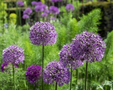 Foto van Sierui ‘Purple Sensation’