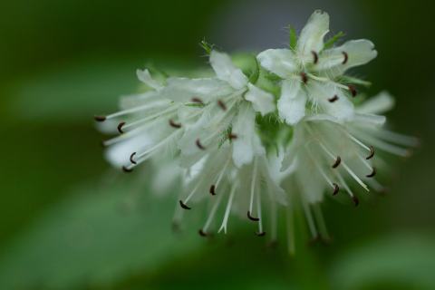 Foto van Canadees waterblad