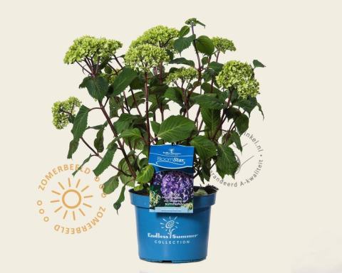 Foto van Endless Summer Hortensia - Macrophylla ‘Endless Summer BloomStar’