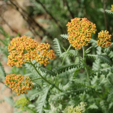 Foto van Achillea 'Walther Funcke'