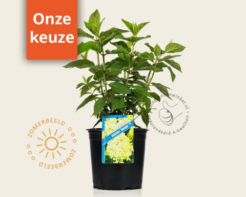 Foto van Pluimhortensia ‘Limelight’