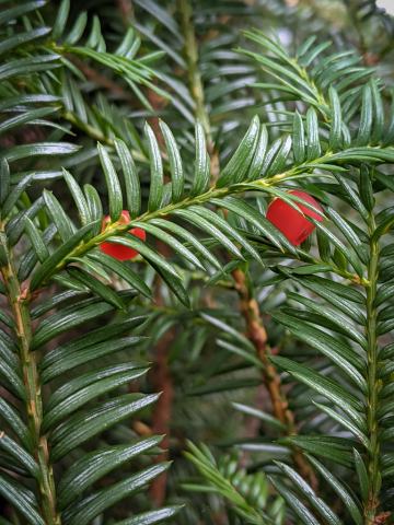 Foto van Canadese taxus