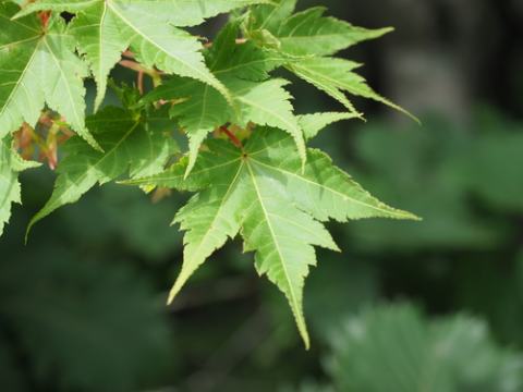 Foto van Japanse streepjesbast-esdoorn