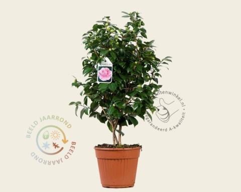 Foto van Camelia ‘Bonomiana’