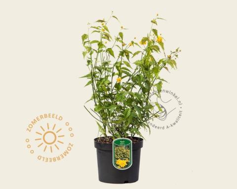 Foto van Ranonkelstruik ‘Pleniflora’