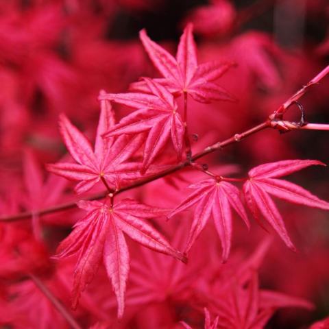 Foto van Acer 'Crimson Prince'