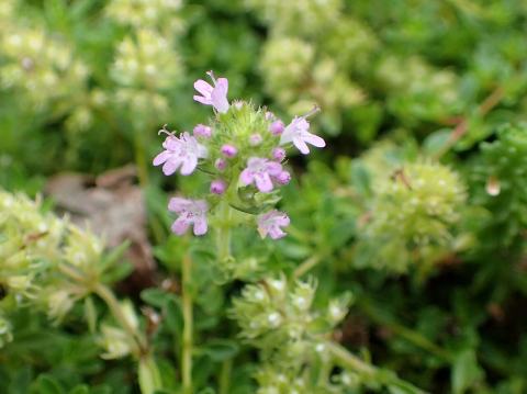 Foto van Thymus 'Pseudolanuginosus'