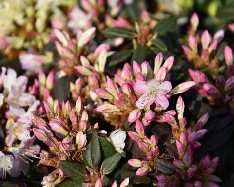Foto van Dwerg rododendron ‘Ginny Gee’