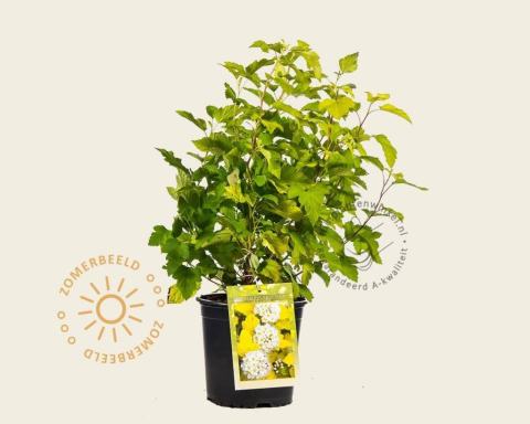 Foto van Blaasspirea ‘Dart's Gold’