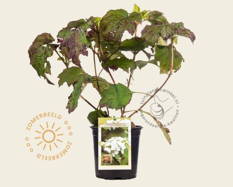 Foto van Eikenbladhortensia ‘Snowqueen’