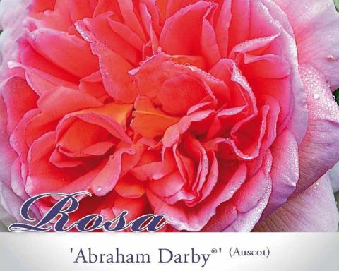 Foto van Grootbloemige trosroos ‘Abraham Darby’