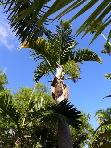 Foto van Spindelpalm