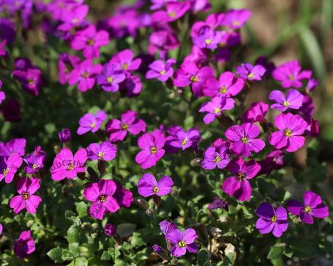 Foto van Randjesbloem ‘Cascade Red’