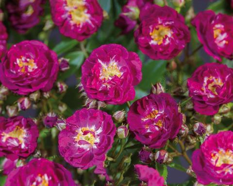 Foto van Klimroos ‘Perennial Blue’