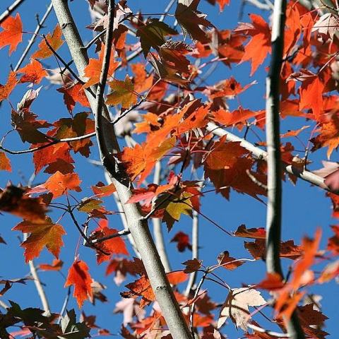 Foto van Acer 'Autumn Flame'