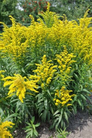 Foto van Solidago 'Goldkind'